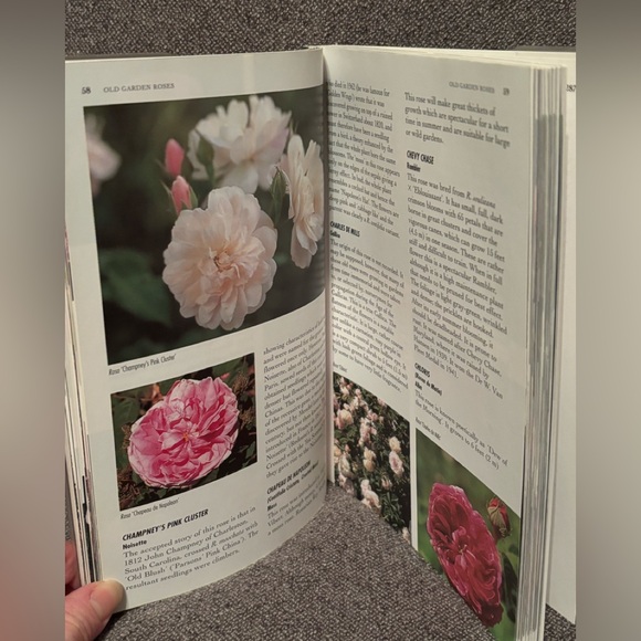 500 Popular Roses Book - Picture 6 of 9